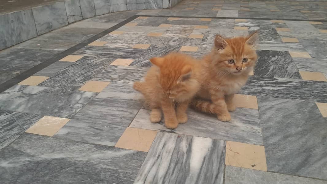 Persian Kittens 1