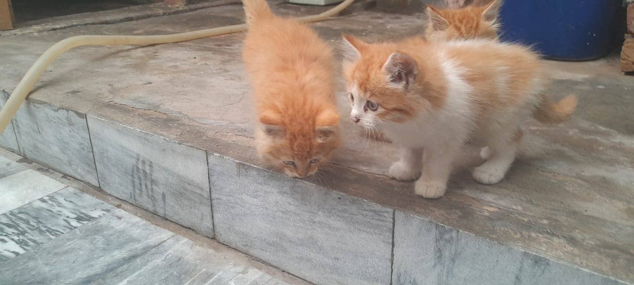 Persian Kittens 3