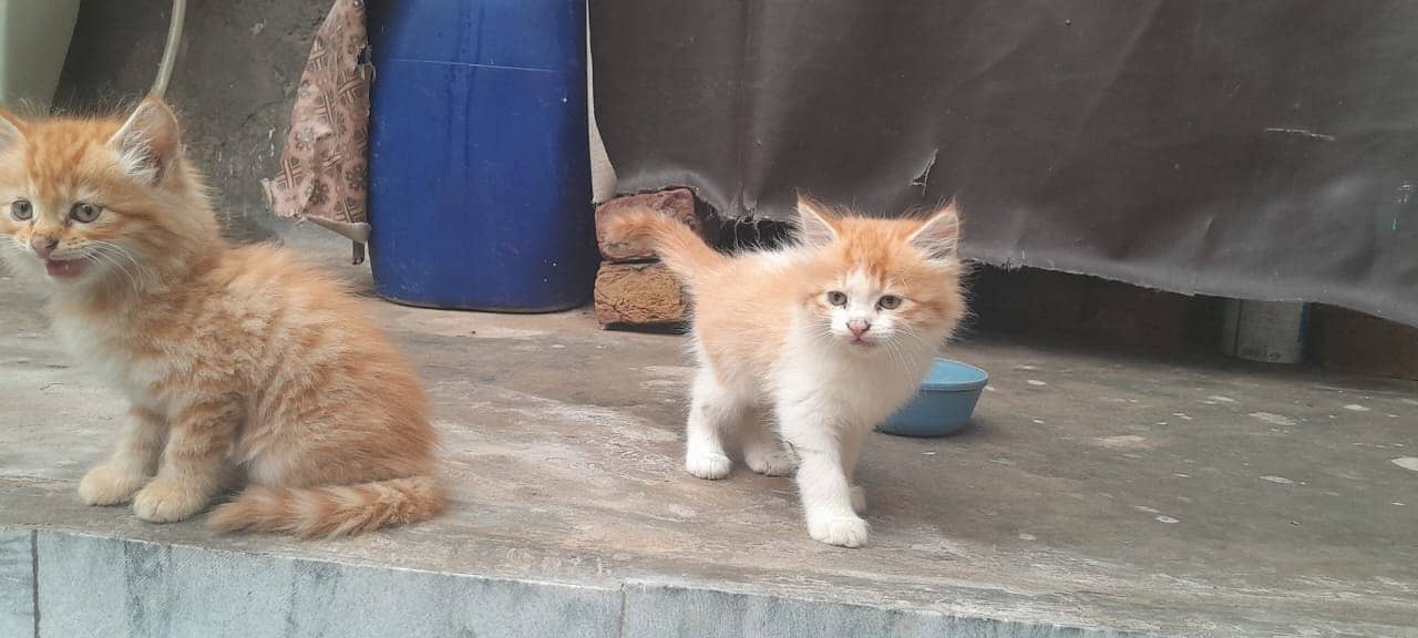 Persian Kittens 4