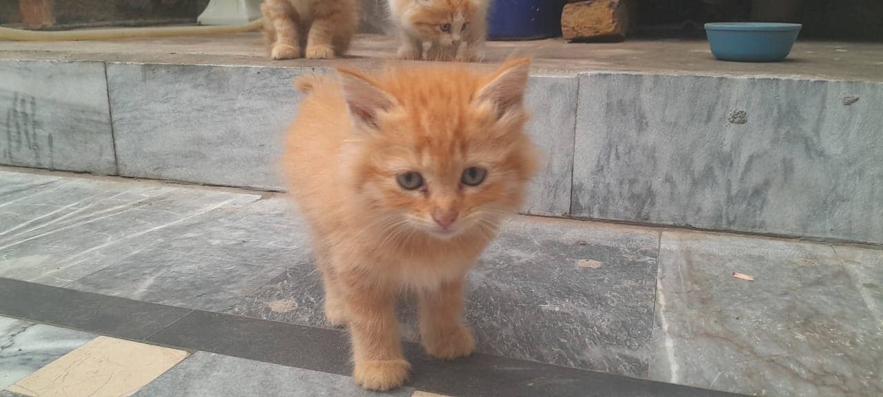 Persian Kittens 5