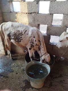 cross breed heifers