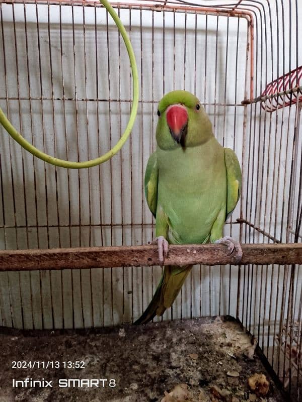 Baby Indian Ringneck Parrot – Hand-raised and Playful 0