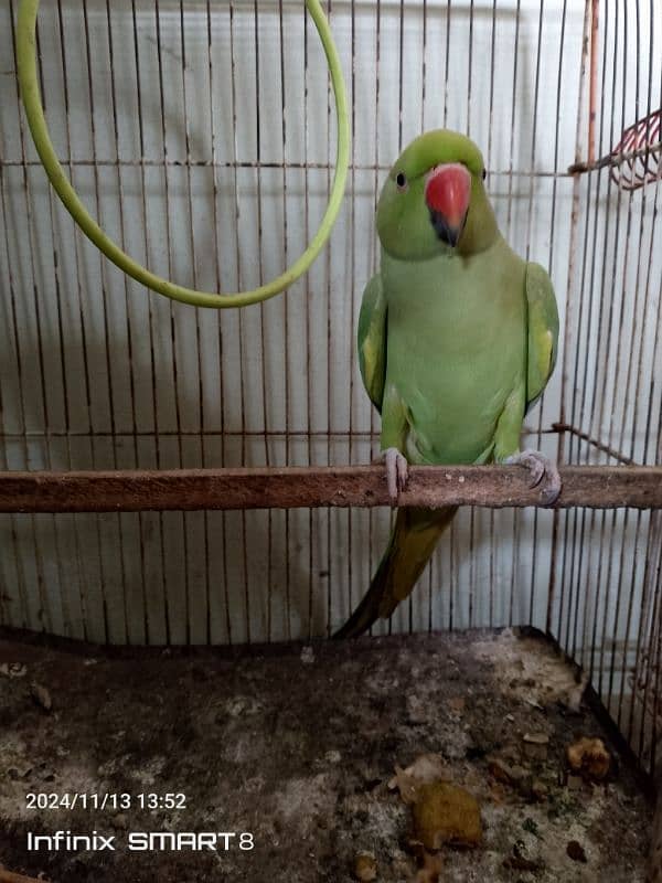 Baby Indian Ringneck Parrot – Hand-raised and Playful 1