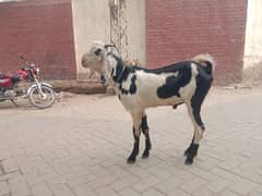 Desi bakra paka khira Whatsapp 03106818883