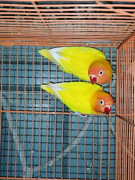 lutino breeder pair 0