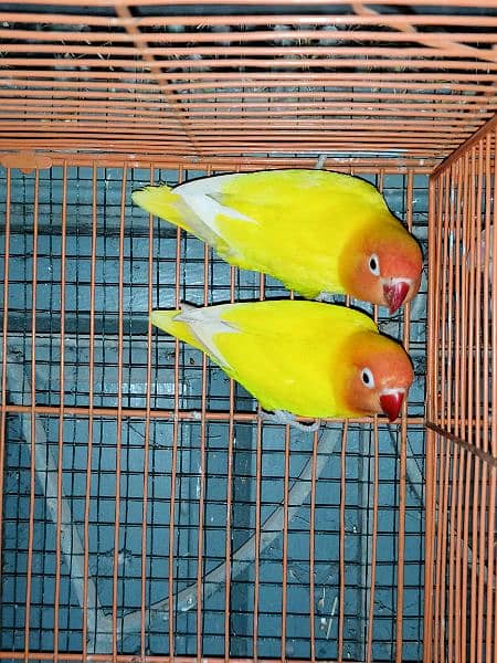 lutino breeder pair 5