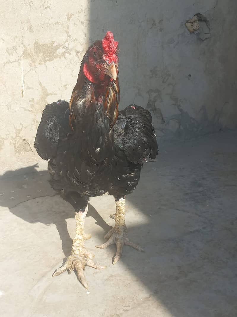 4 Aseel chicks for sale 0