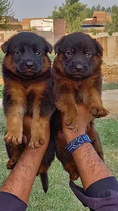 German shepherd puppies for sale / puppy / GSD pup / german shepherd