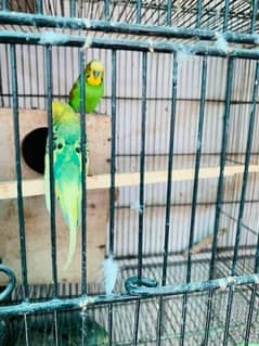 Australian Birds pair for Sale