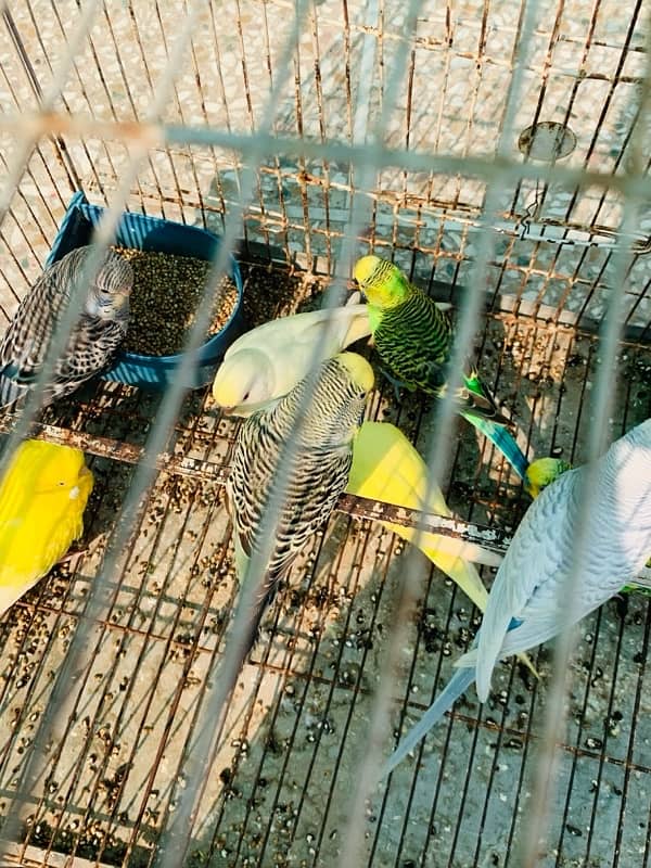 Australian Birds pair for Sale 1