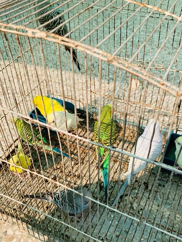 Australian Birds pair for Sale 2