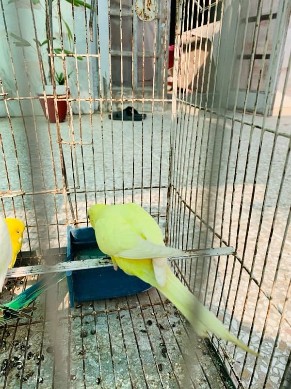 Australian Birds pair for Sale 3