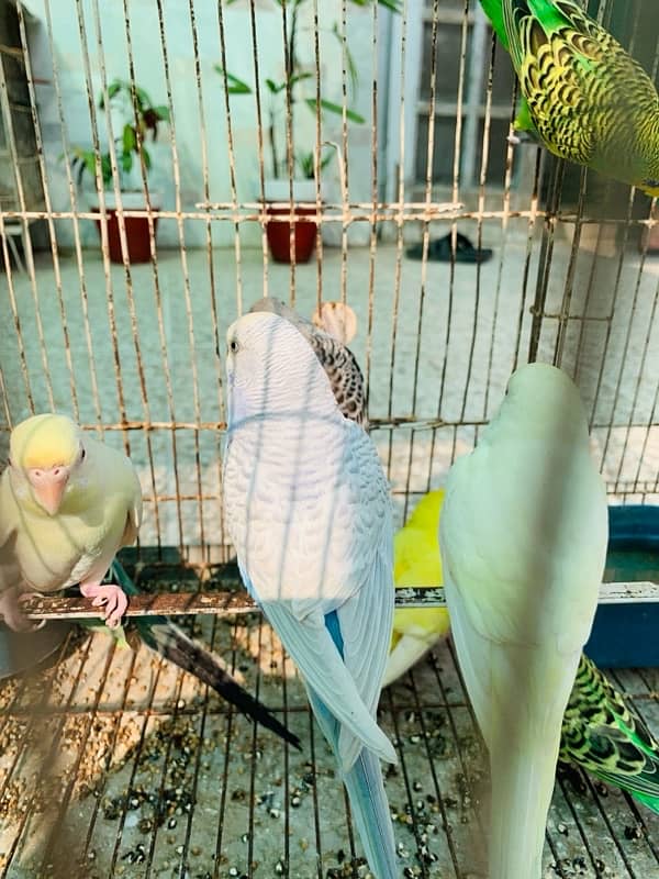 Australian Birds pair for Sale 4