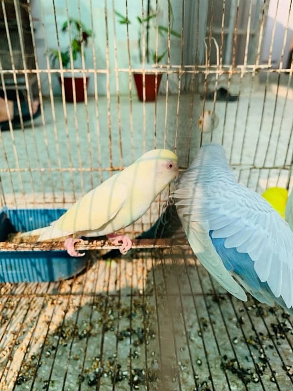 Australian Birds pair for Sale 5