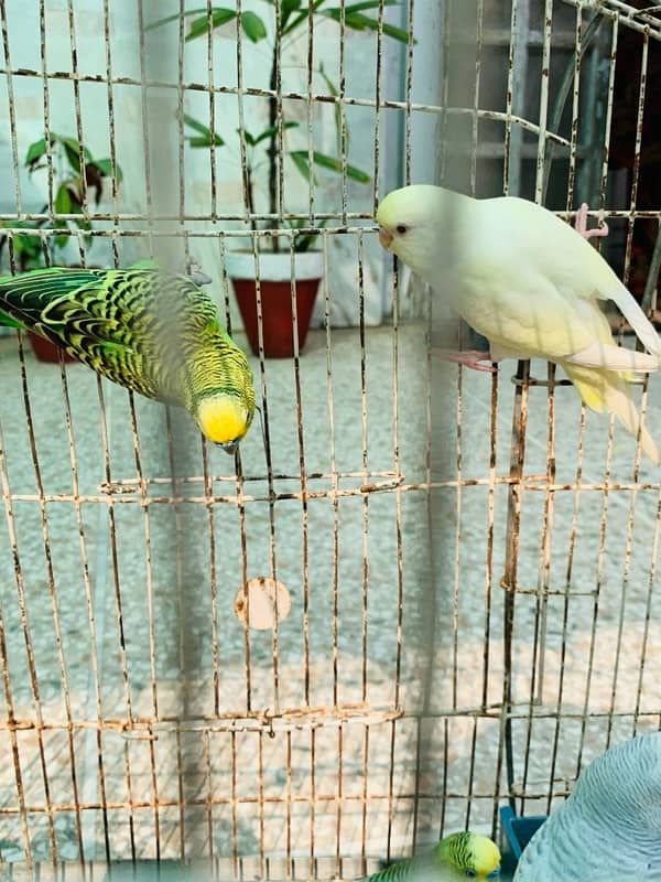 Australian Birds pair for Sale 6