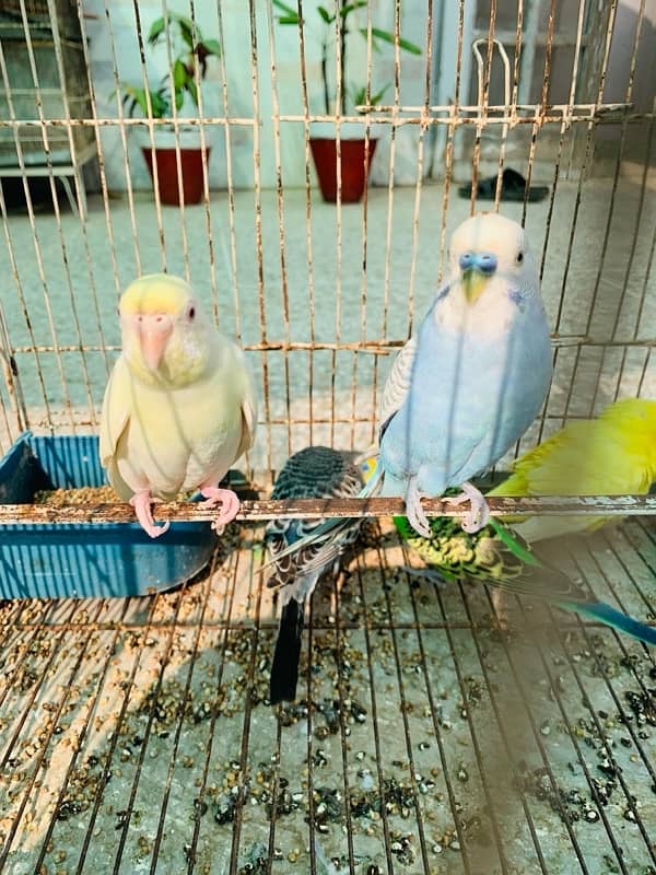 Australian Birds pair for Sale 7