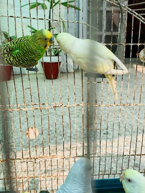 Australian Birds pair for Sale 8