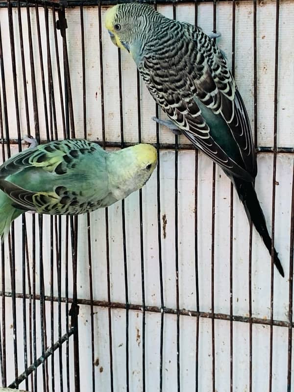 Australian Birds pair for Sale 11