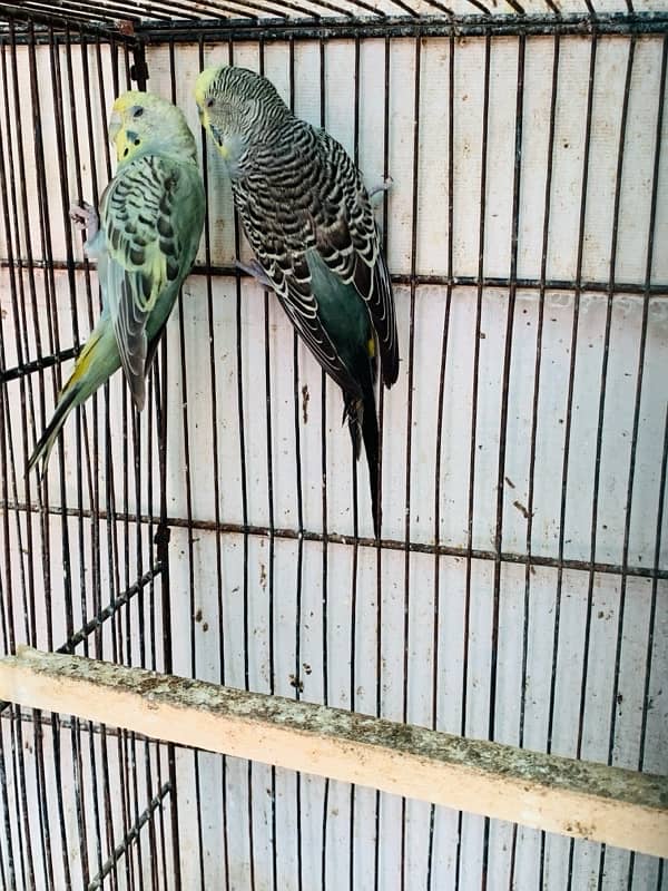 Australian Birds pair for Sale 12