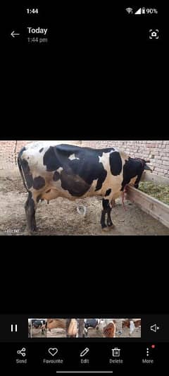 Cow for sale with baby