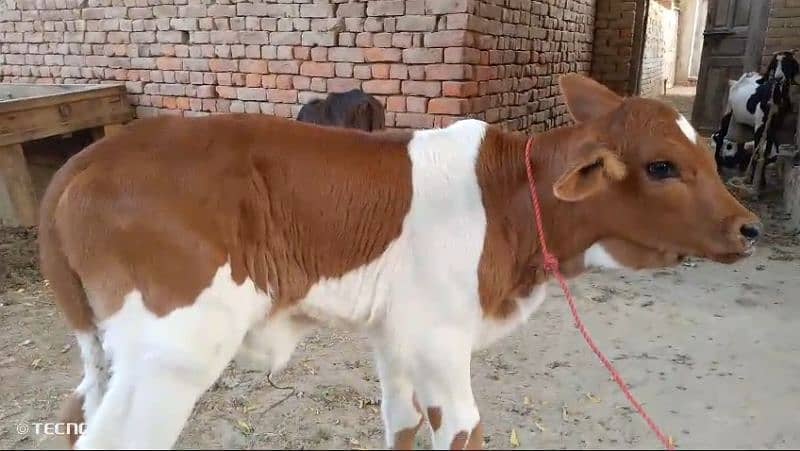 Cow for sale with baby 2