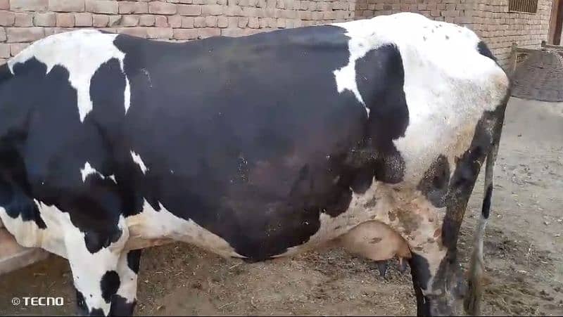 Cow for sale with baby 6