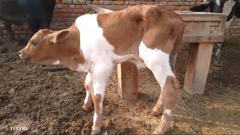 Cow for sale with baby 11