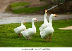 white Ducks سفید بطخے