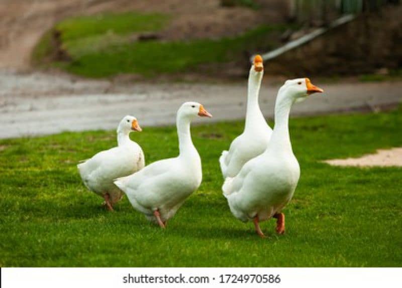 white Ducks سفید بطخے 0