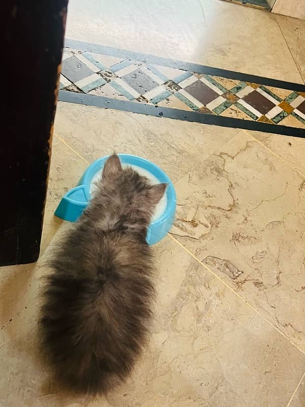 pure persian triple coated male female kitten healthy active 5