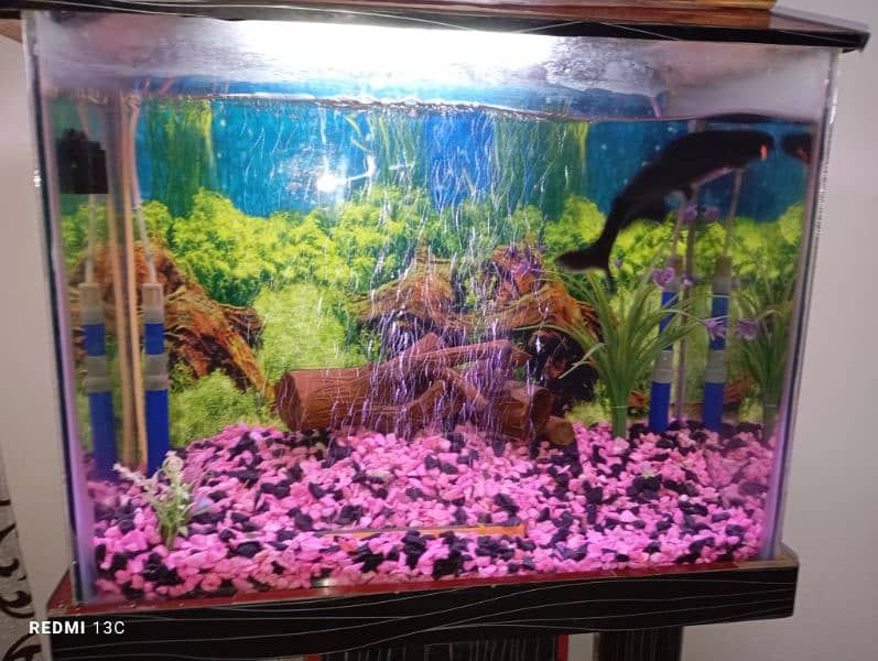 Aquarium Complete setup with Fishes 2