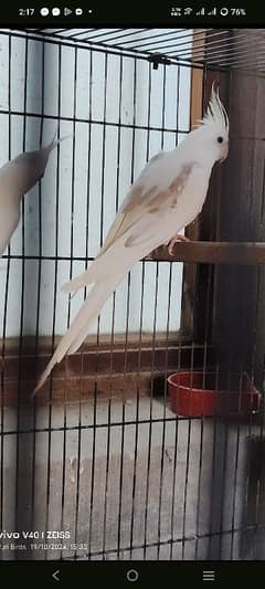 Cockatiel V Pied Male