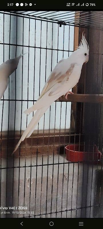 Cockatiel V Pied Male 0