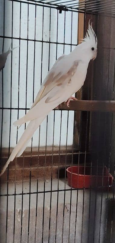 Cockatiel V Pied Male 1