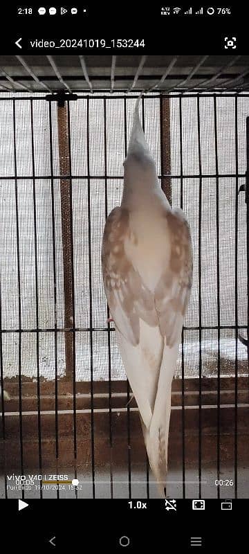 Cockatiel V Pied Male 3