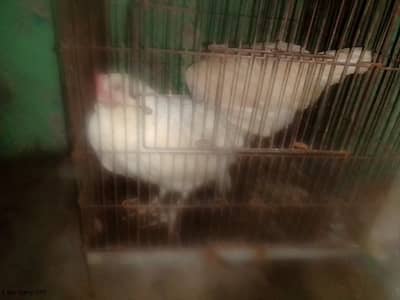 two    hen   one   cock