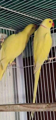 yellow breeder pair