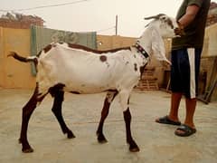 Desi gaban Bakri For Sale