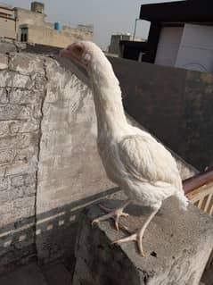 white hen