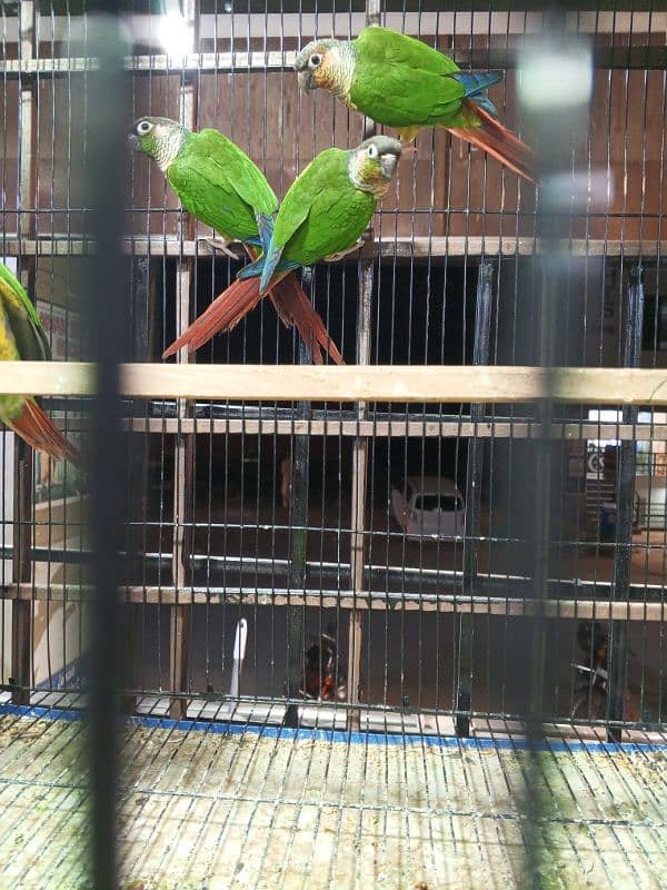 urgent sale high quality birds all kind of birds are available conure, 0