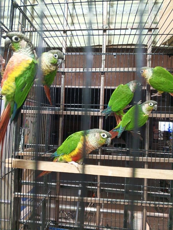 urgent sale high quality birds all kind of birds are available conure, 1