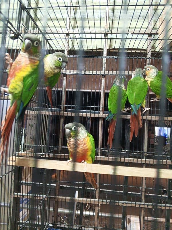 urgent sale high quality birds all kind of birds are available conure, 2