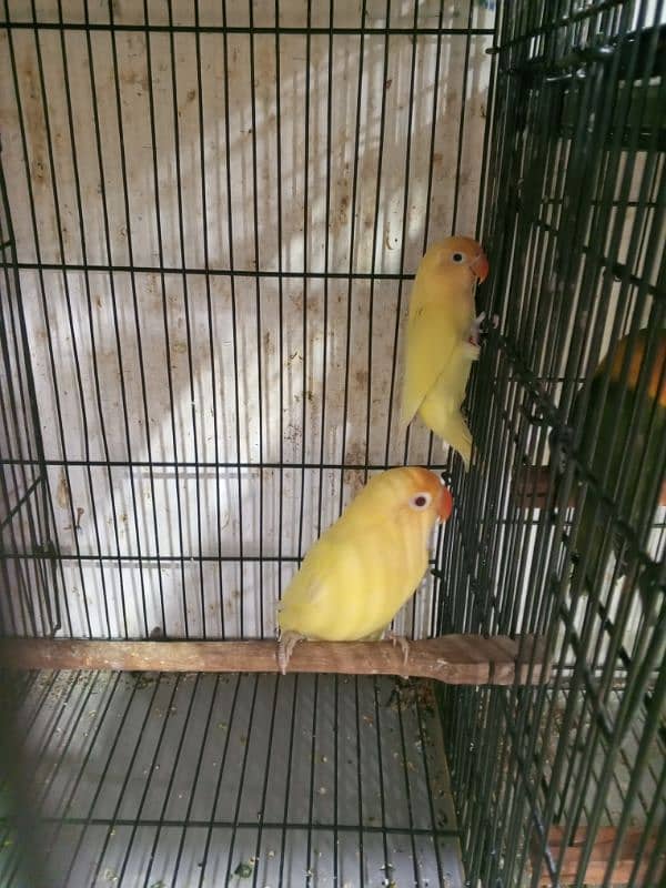 urgent sale high quality birds all kind of birds are available conure, 4