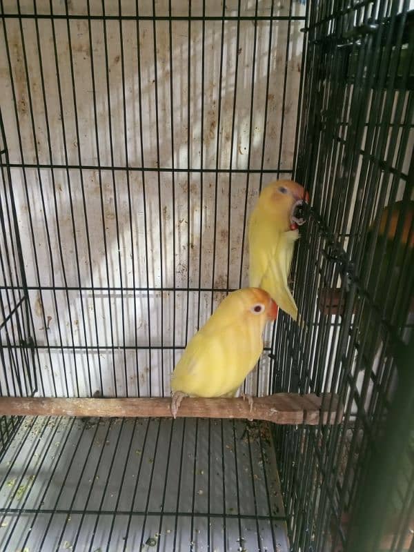 urgent sale high quality birds all kind of birds are available conure, 5