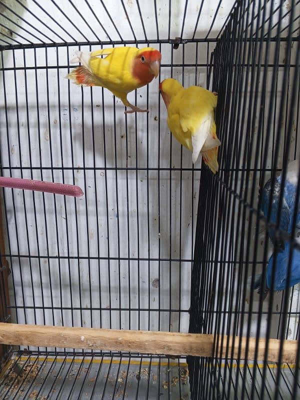 urgent sale high quality birds all kind of birds are available conure, 6