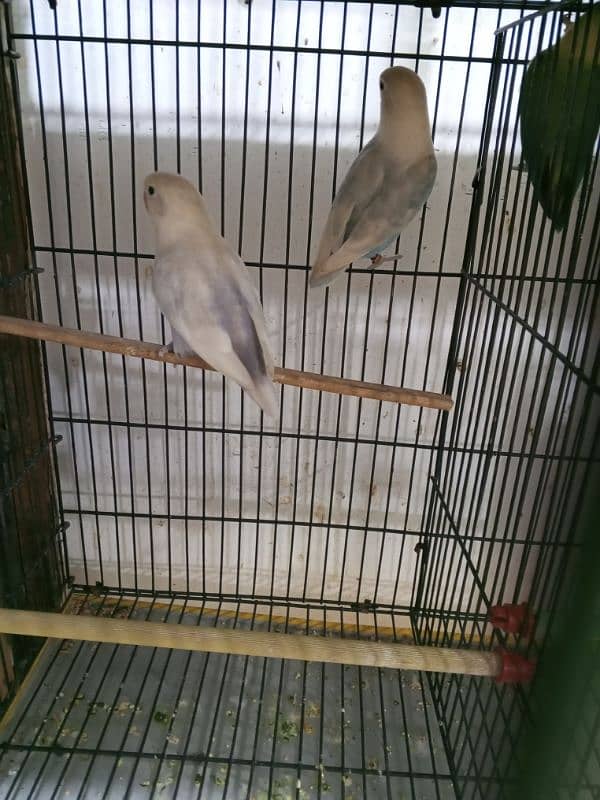 urgent sale high quality birds all kind of birds are available conure, 7