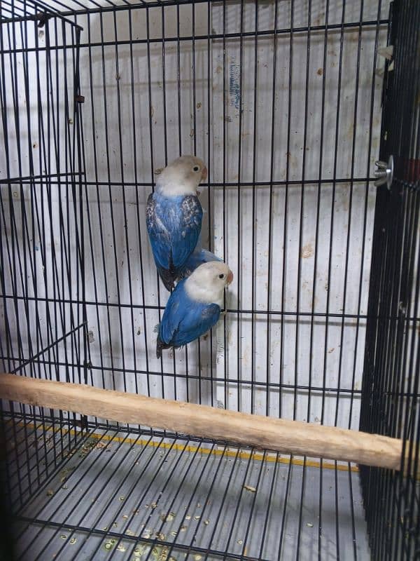 urgent sale high quality birds all kind of birds are available conure, 8