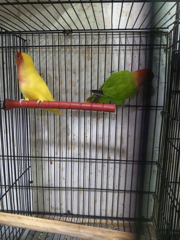 urgent sale high quality birds all kind of birds are available conure, 9