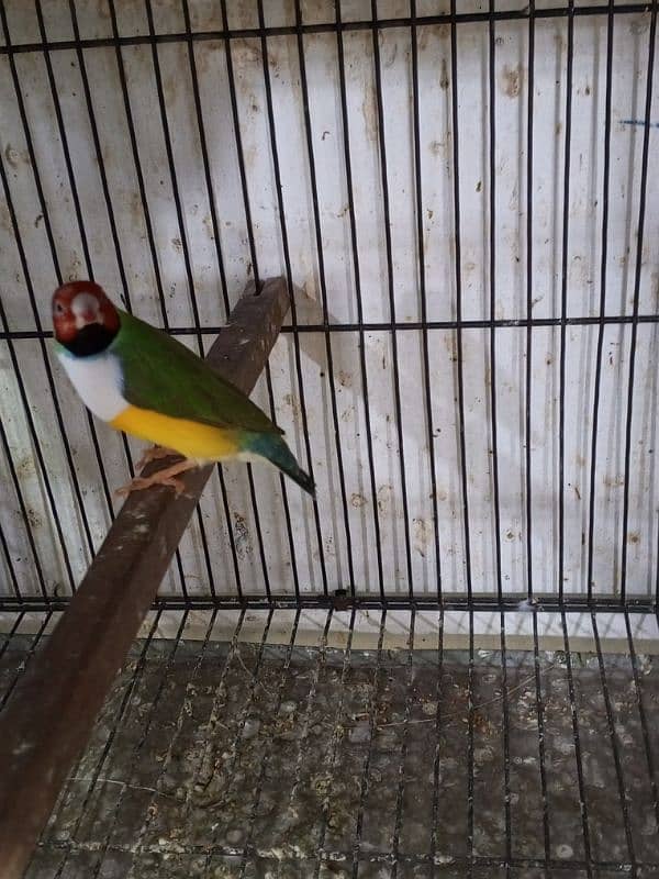 urgent sale high quality birds all kind of birds are available conure, 10