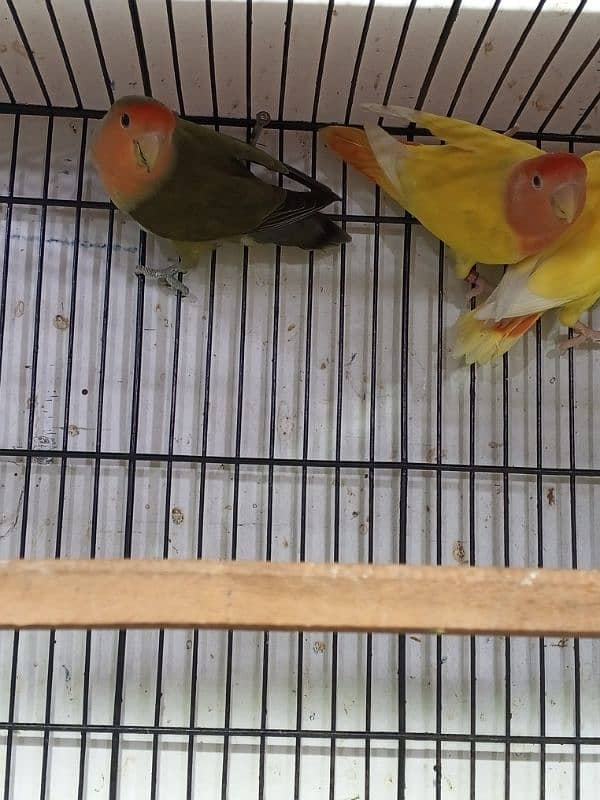 urgent sale high quality birds all kind of birds are available conure, 11